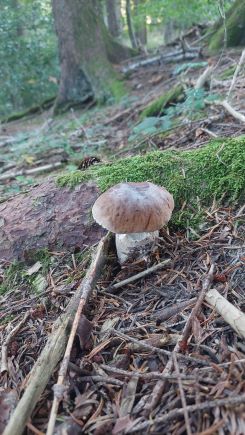 Steinpilz an einem Hang im Fichtenhochwald; Foto Martin 1.9.24