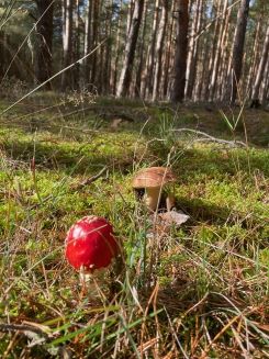 Steinpilz mit Zeigerpilz Fliegenpilz; Foto Carsten 11.10.24