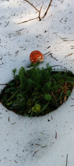 Fliegenpilz im Schnee; Foto Thomas 21.9.24