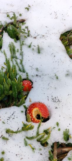 Fliegenpilz im Schnee; Foto Thomas 21.9.24