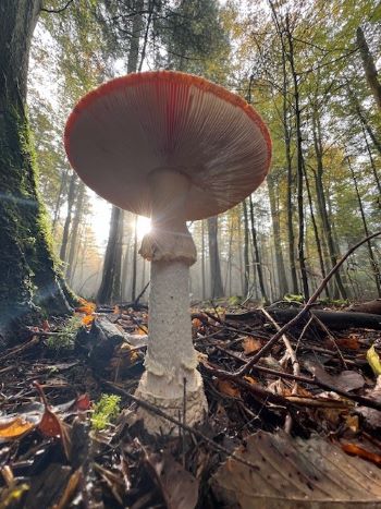 Fliegenpilz von unten; Foto Heiko 16.10.24