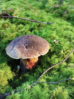 Flockenstieliger Hexenröhrling; Foto Fritz 15.11.24