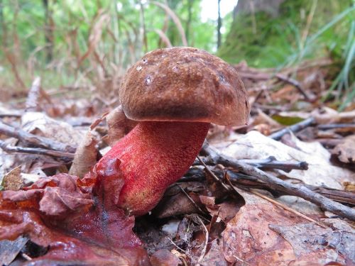 Flockenstieliger Hexenröhrling mit leuchtend rotem Stiel; Foto Michael 26.9.24