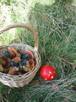 Korb mit FLockenstieligen Hexenröhrlingen; Foto Barbara 9.10.24