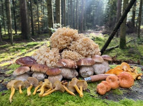 Schöner Fund, ausgelegt auf Baumstumpf; Foto Heiko 16.10.24