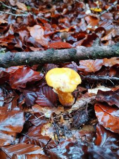 Gelber Hohlfußröhrling; Foto Fritz 31.10.24