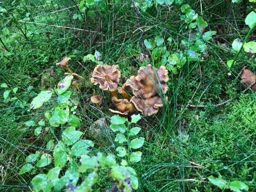 Gelbstielige Trompetenpfifferlinge; Foto Jürgen 7.10.24