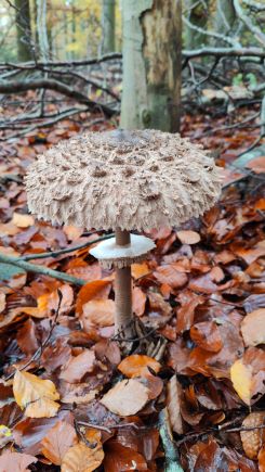 Ein Goliath von einem Parasol; Foto Christoph 11.8.24