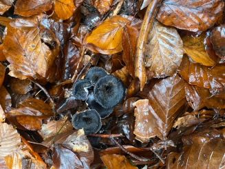 Nahansicht Graue Kraterellen; Foto Marie 19.11.24