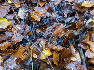 Graue Kraterellen im Laub; Foto Marie 19.11.24