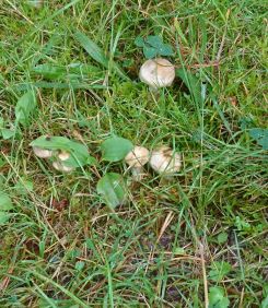 Graue Lärchenröhrlinge im Gras; Foto Barbara 24.9.24