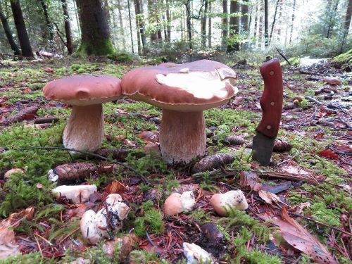 Große Steinpilze, kleine Steinpilze; Foto Michael 8.10.24