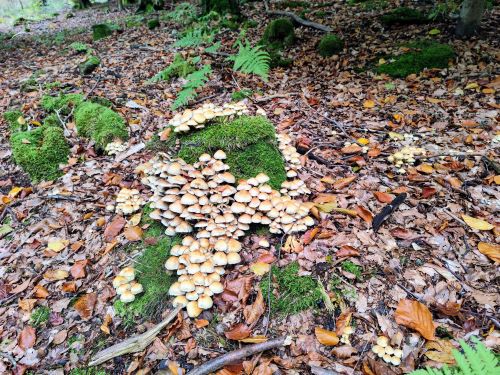 Grünblättrige Schwefelköpfe; Foto Michael 17.10.24