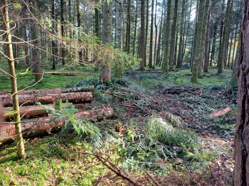 Ramponierter Wald nach Harvestereingriff; Foto Fritz 31.10.24