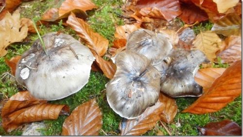 Schwarzfaserige Ritterlinge alias Herbstlinge; Foto Hermann 23.10.24