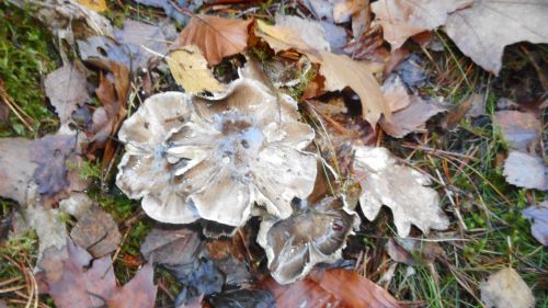 Herbstlinge im Mischwald; Foto Hermann 16.11.24