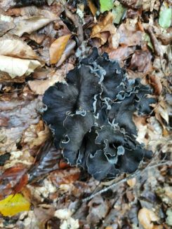 Herbsttrompeten im Laub; Foto Corinna 4.10.24