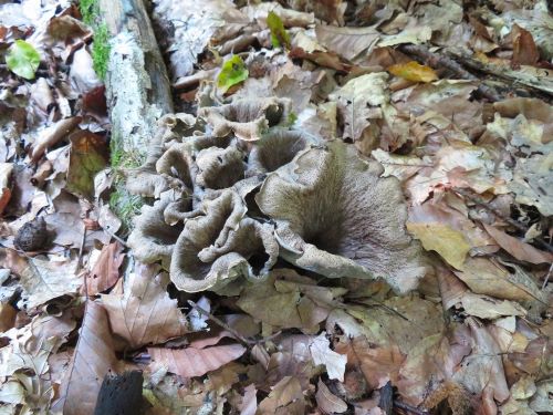 Herbsttrompeten, farblich an das Laub angepasst; Foto Michael 21.9.24