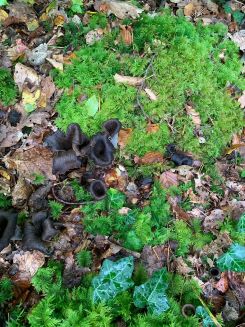 Herbsttrompeten in Laub und Moos; Foto Stefan 20.10.24