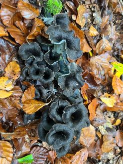 Herbsttrompeten im Buchenlaub; Foto Stefan 20.10.24