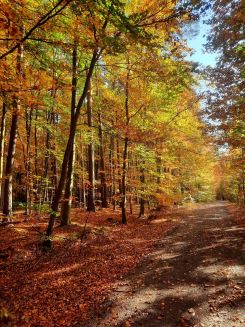 Herbstlich gefärbter Blätterwald; Foto Gudrun 26.10.24