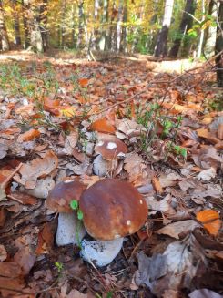 Junge Steinpilze im Laub des Hebrstwaldes; Foto Gudrun 26.10.24