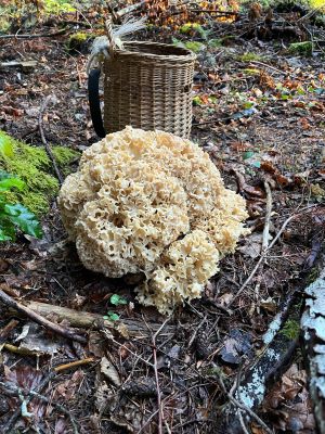 Prächtige Krause Glucke von 2 Kilo; Foto Armin 17.9.24