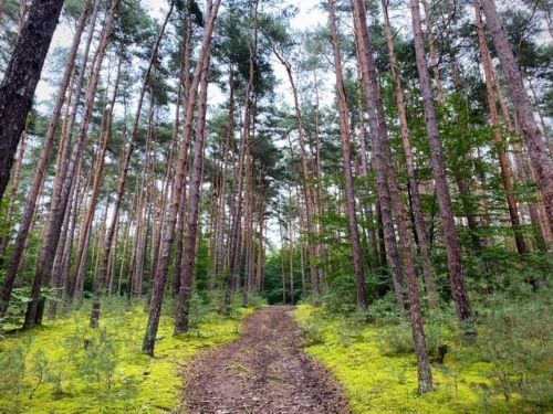 Kiefernwald im Main-Kinzig-Kreis; Foto Stefan 11.9.24