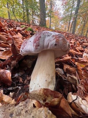 Kiefernsteinpilz mit typisch rotem Hut; Foto Heiko 22.10.24