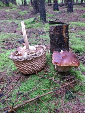 Steinpilzkorb neben einem prachtvollen teinpilz; Foto Barbara 12.10.24