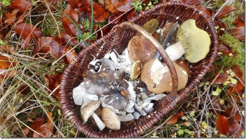 korb mit Herbstlingen; Foto Hermann 31.10.24