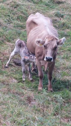 Kuh mit frisch geborenem Kalb; Foto Martin 1.9.24