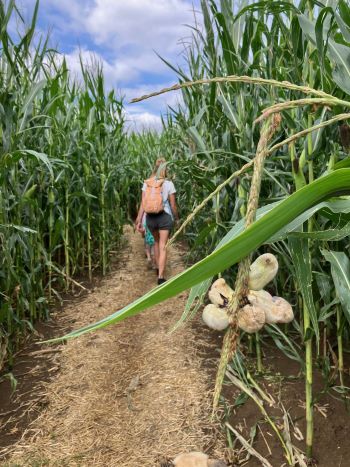 Maisbeulenbrand (vorn) im Maislabyrinth; Foto Andreas 19.8.24