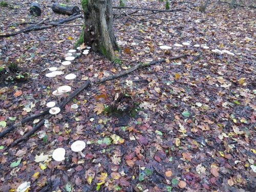 Hexenring mit Mönchsköpfen; Foto Michael 19.10.24