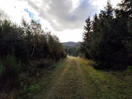 Morgenstimmung auf den Balver Höhen; Foto Michael 5.10.24