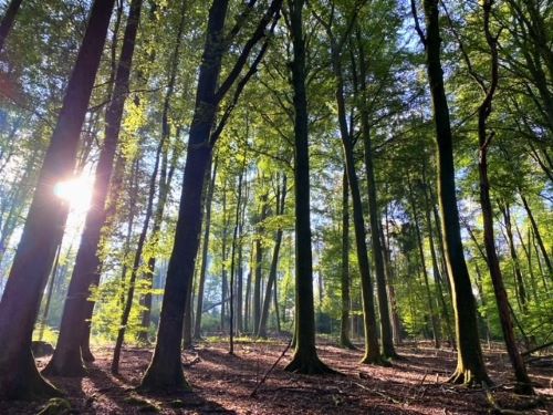 Morgenstimmung im Wald; Foto Stefan 6.10.24