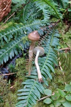 Natternstielige Schnecklinge; Foto Martin 25.9.24