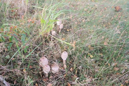 Nest mit Paukenschlegeln von Parasolen; Foto Gisela 18.10.24