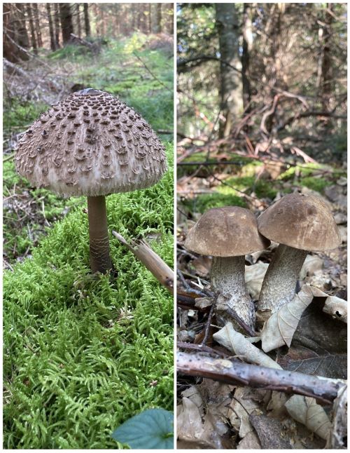 Parasol und Birkenpilze; Foto Hans 21.9.24