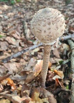 Parasol; Foto Sebastian 22.9.24