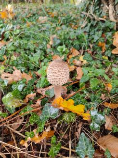 Paukenschlegel von einem Parasol; Foto Christoph 8.11.24