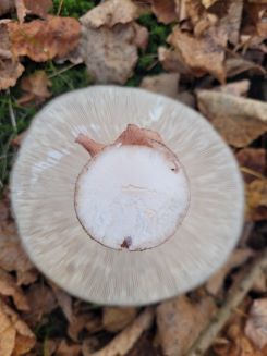 Madenfreier großer Perlpilz; Foto Verena 25.10.24 