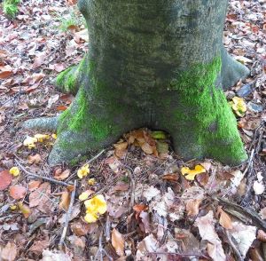 Pfifferlinge am Fuße einer Rotbuche; Foto Michael 19.10.24