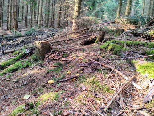 Die Pfifferlinge wachsen (noch) trotz starken Holzeinschlags durch den Harvester; Foto Michael 21.8.24