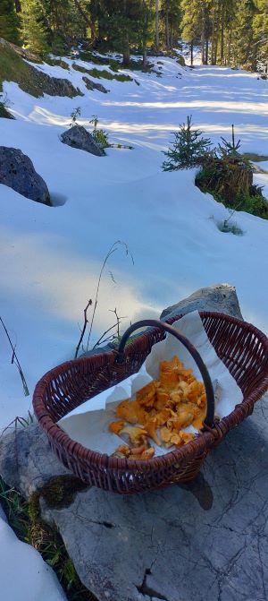 Pfifferlingskorb im Schnee; Foto Thomas 21.9.24