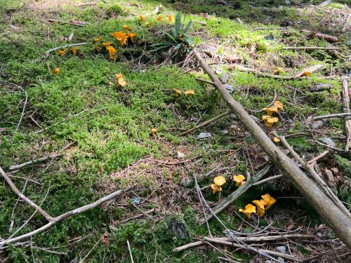 Pfifferlingsnest im Fichenhochwald; Foto Heiko 6.8.24