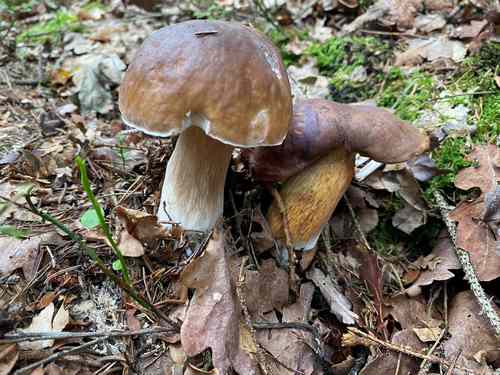 Pilzliebe zwischen Steinpilz und Marone; Foto Uwe 12.8.23