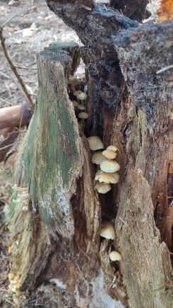 Rauchblättrige Schwefelköpfe; Foto Martin 19.10.24