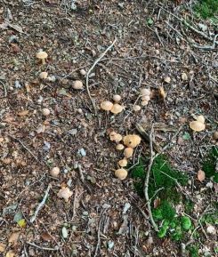 Reifpilze im Wald; Foto Christian 14.10.24