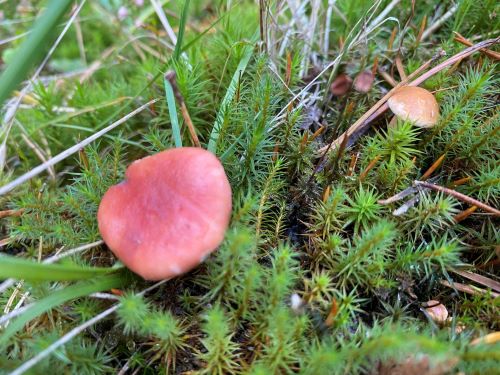 Rosenroter Gelbfuß mit Partnerpilz Kuhröhrling; Foto Uwe 27.9.24